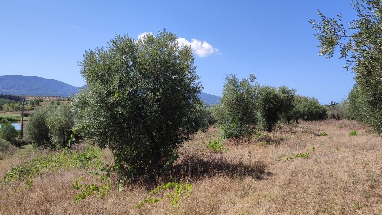 Azienda agricola a Gavorrano · Foto 3