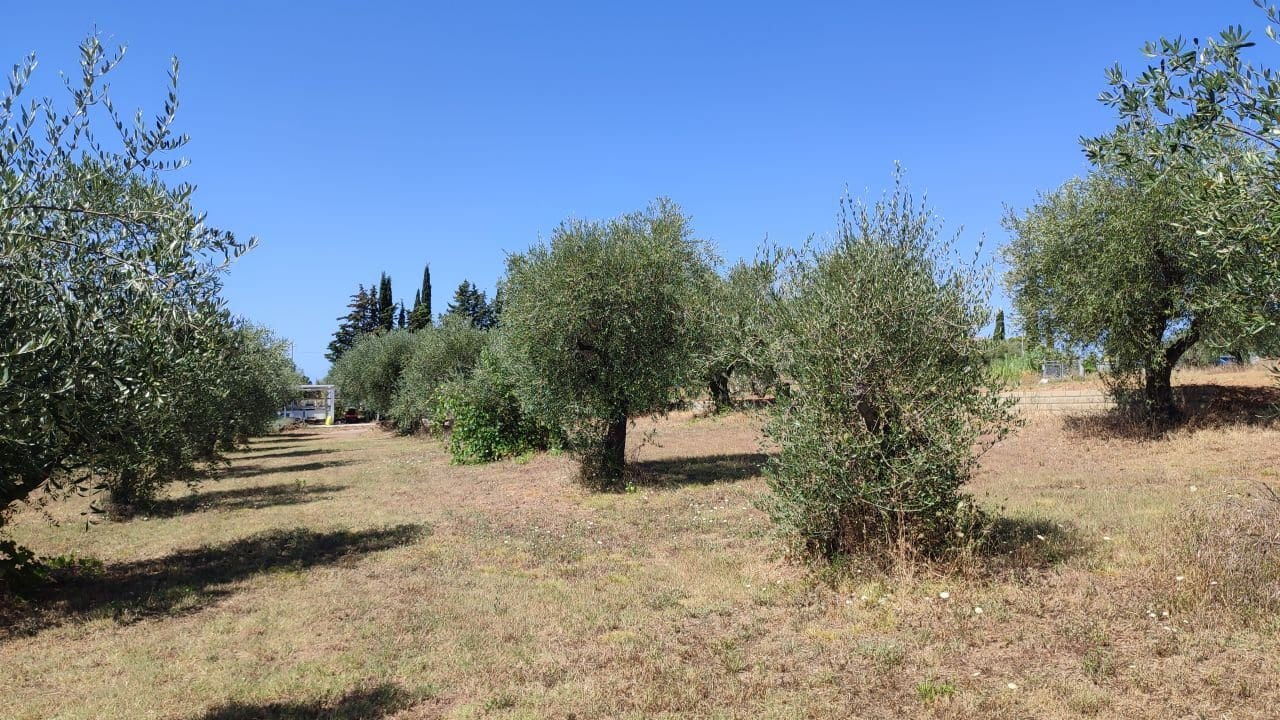Azienda agricola a Gavorrano · Foto 5